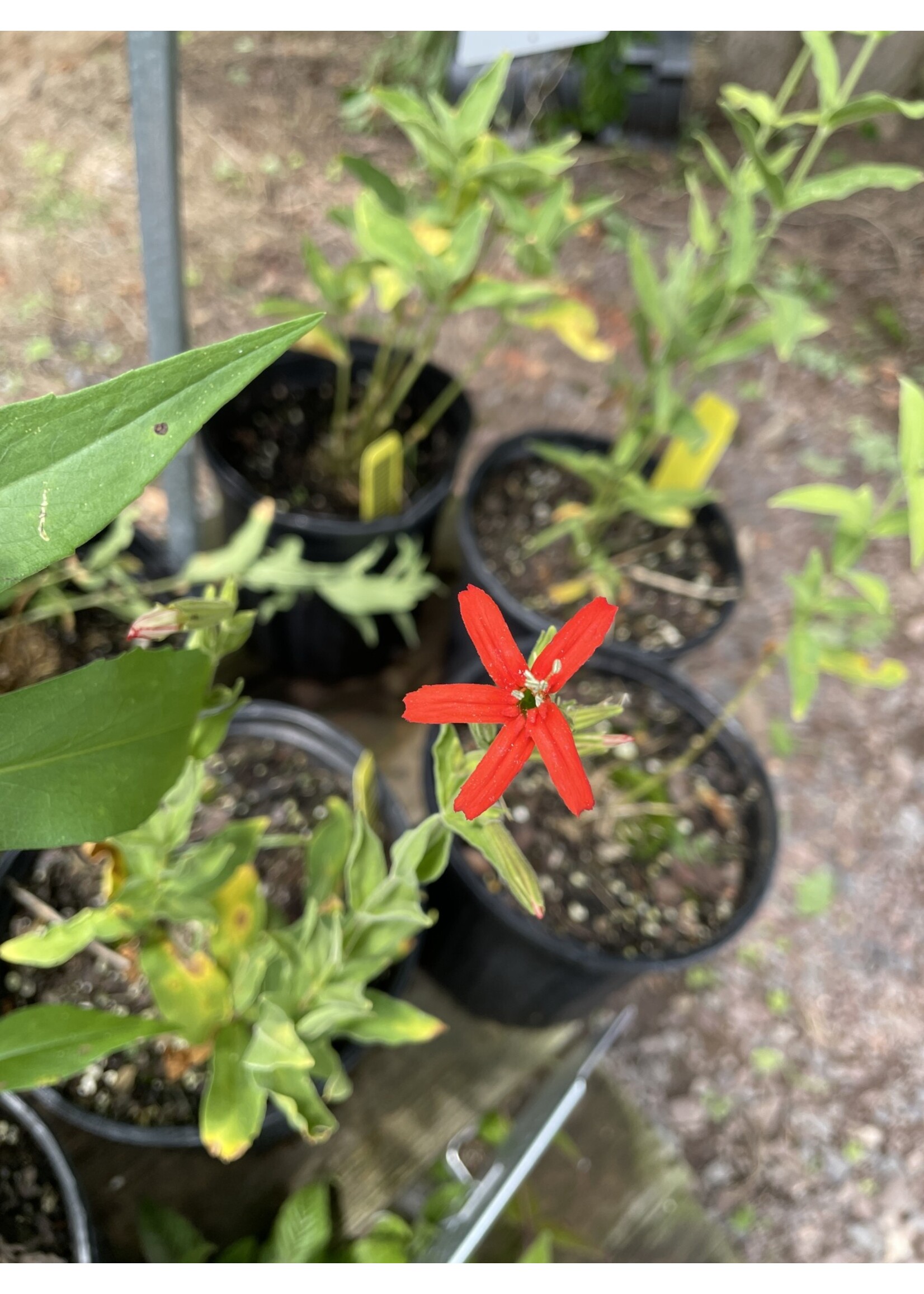 Silene regia, Royal Catchfly #1