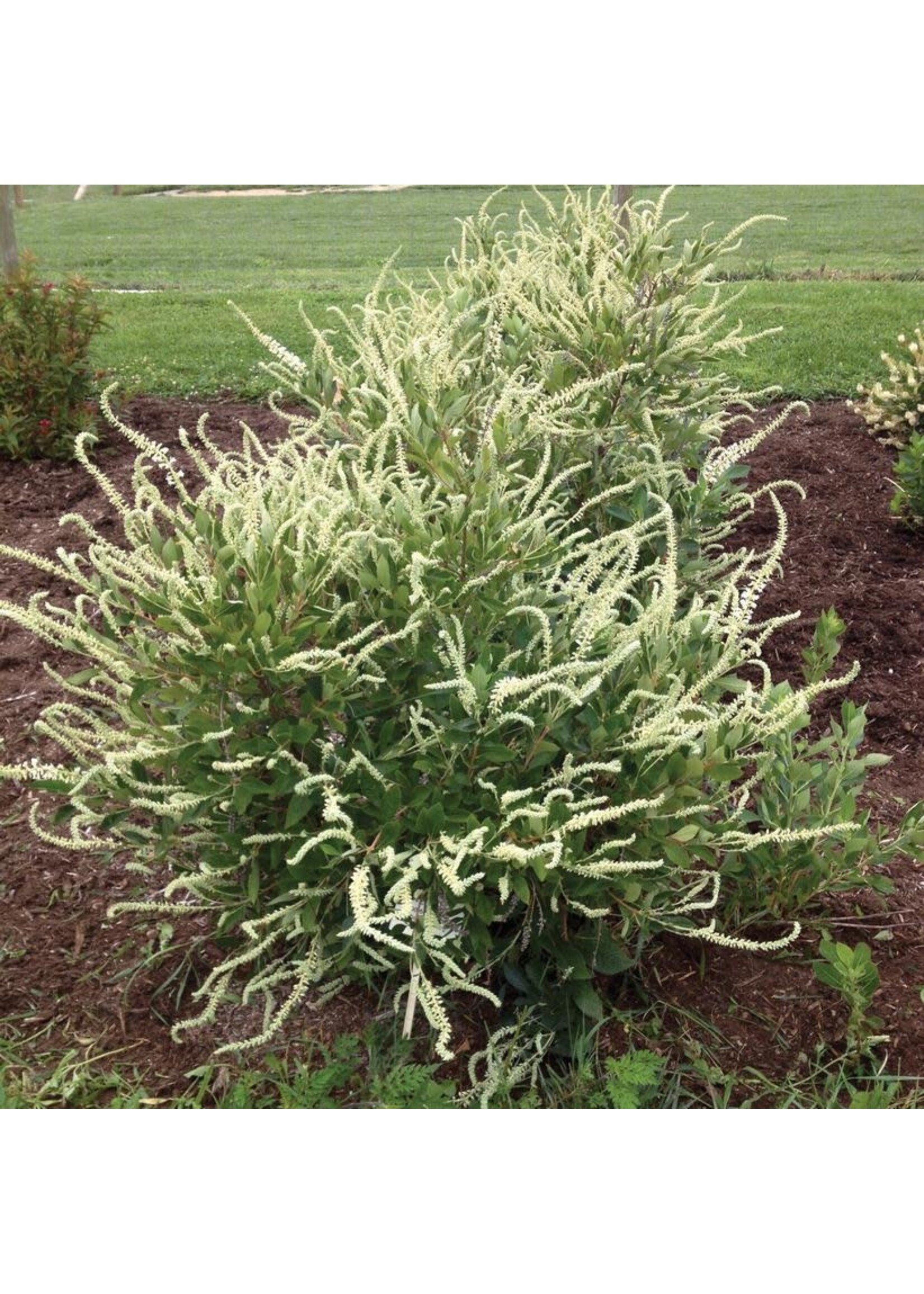 Clethra alnifolia Summer Sparkler, Summersweet #3