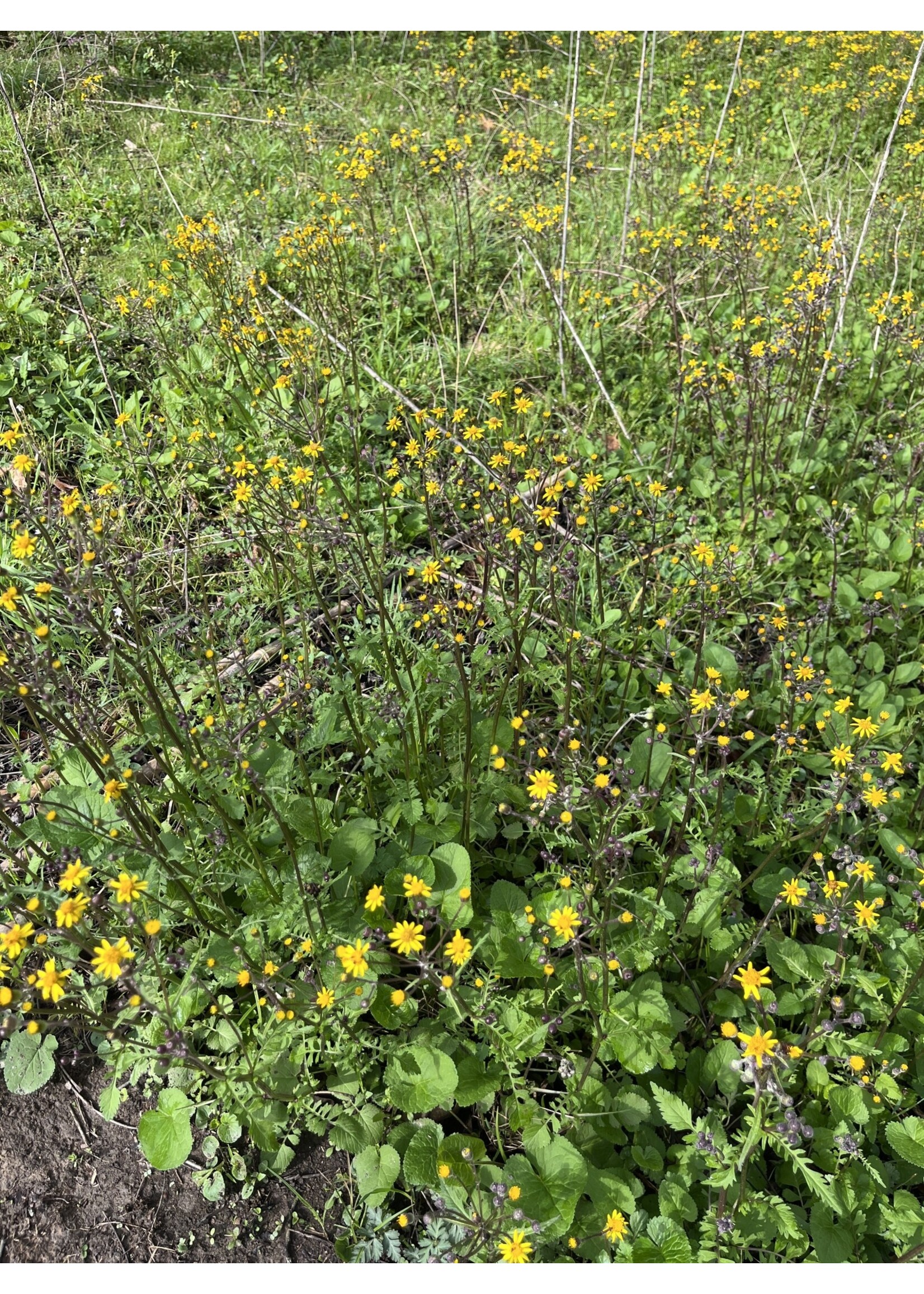 Packera/Senecio aurea, Golden groundsel, #1 container