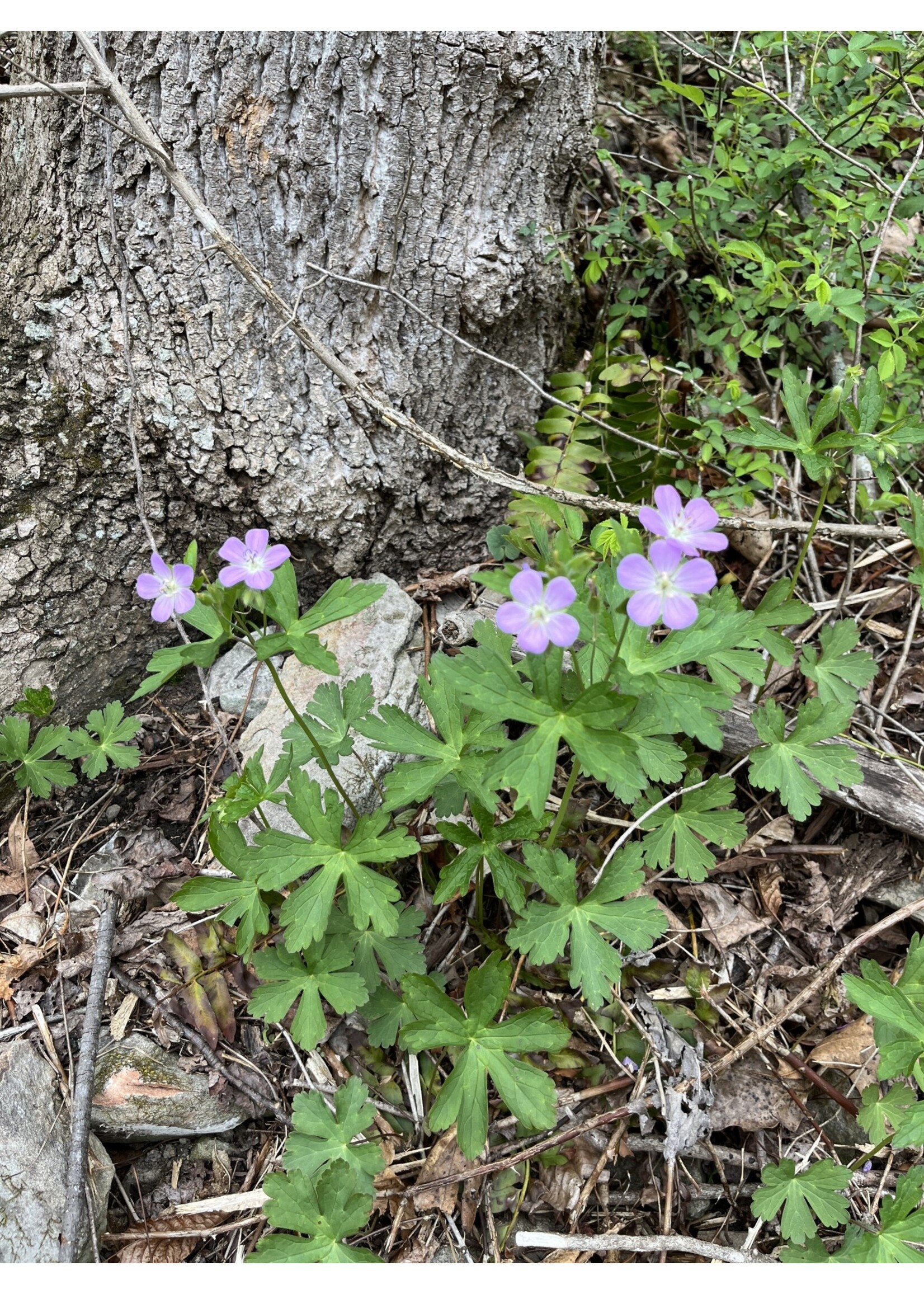 Geranium maculatum, Geranium, Wild, #1