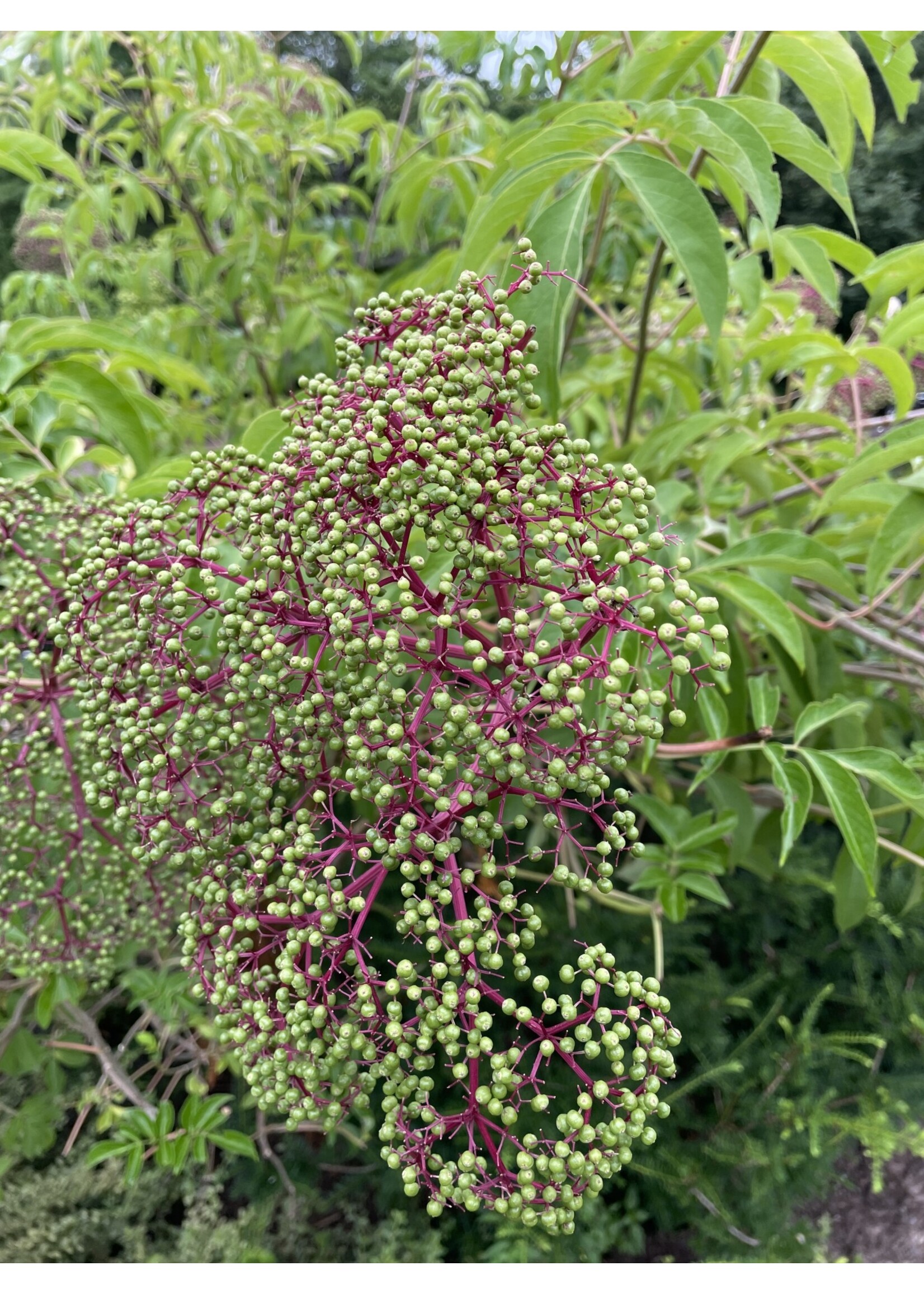 Sambucus canadensis, Elderberry #3 container
