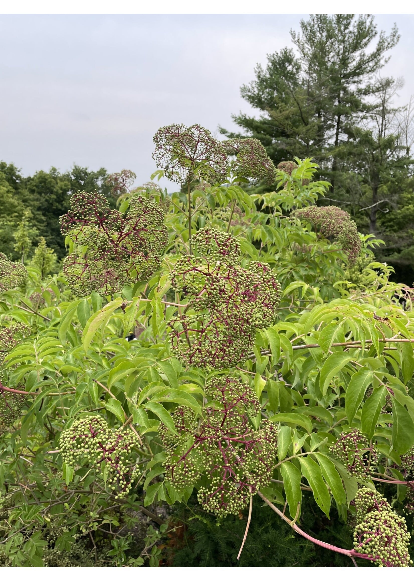 Sambucus canadensis, Elderberry #3 container