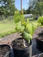 Tilia americana, American Linden #3