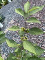 Callicarpa americana Beautyberry, American, #3