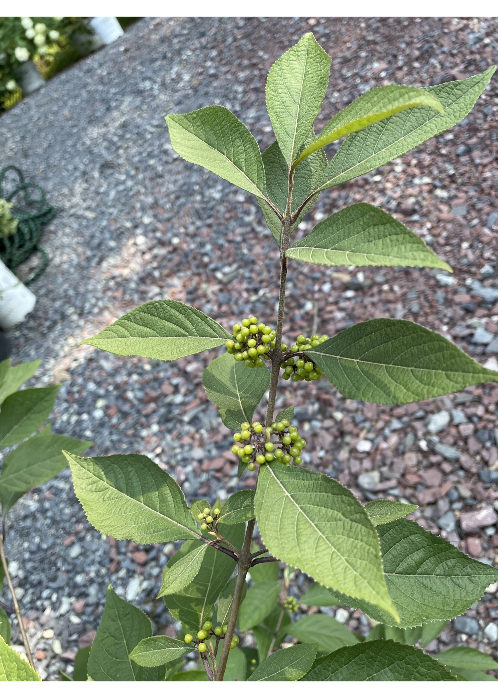 Callicarpa americana Beautyberry, American, #3