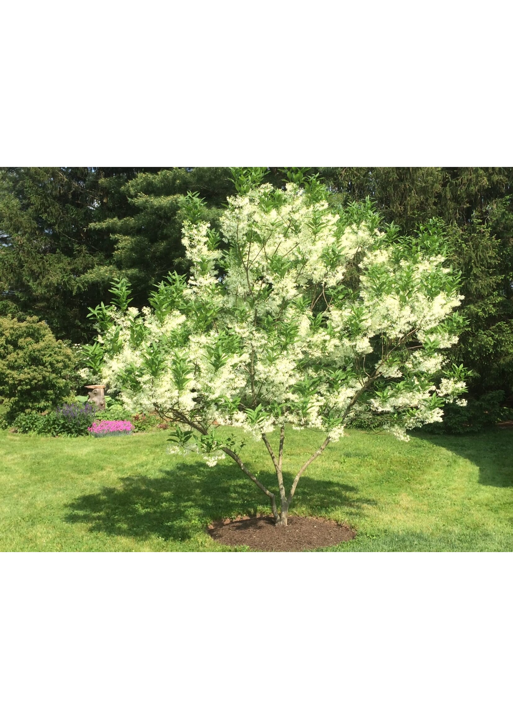 Chionanthus virginicus Fringetree - White, #3
