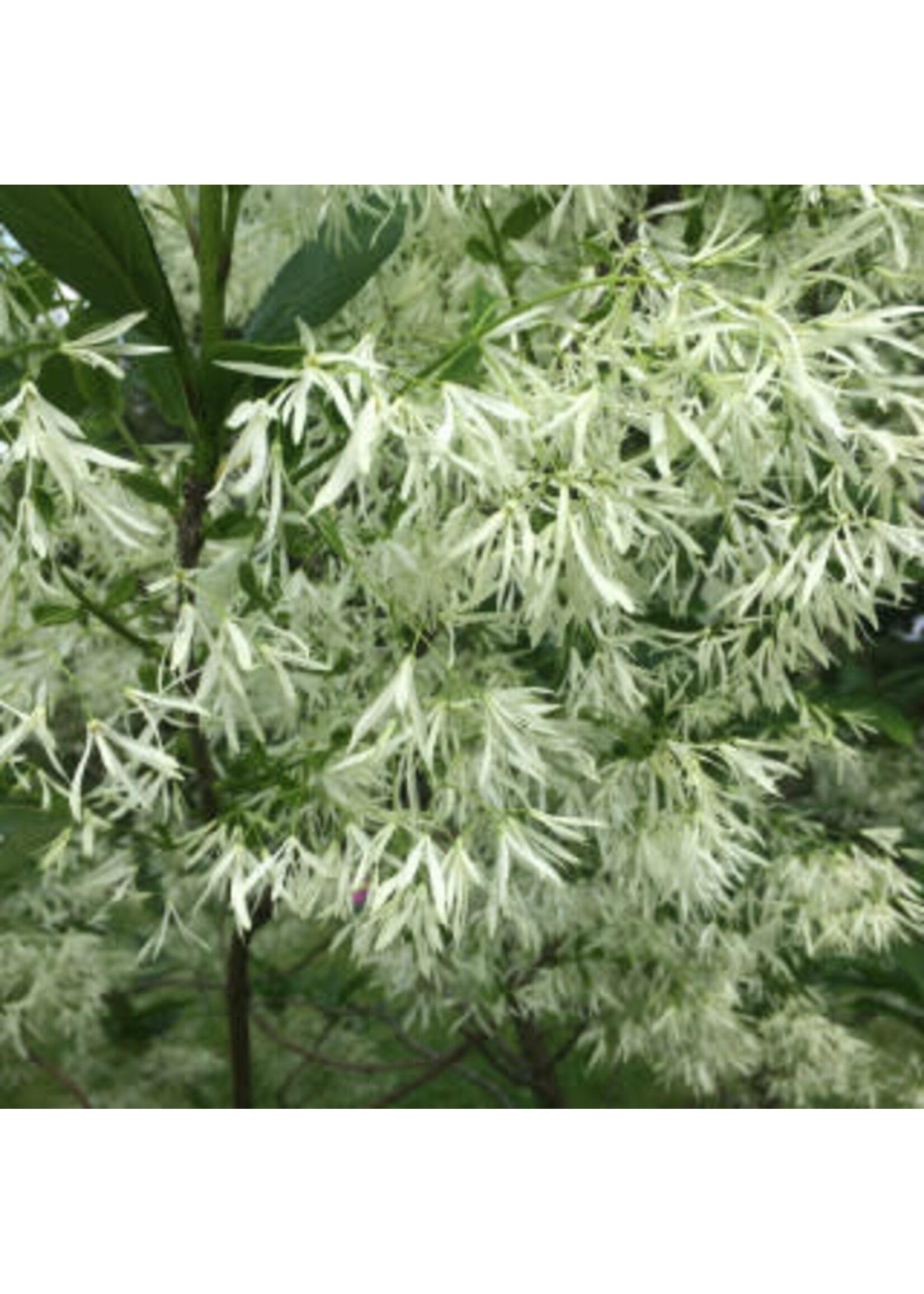 Chionanthus virginicus Fringetree - White, #3