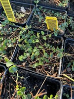 Mitchella repens, Partridge Berry #qt