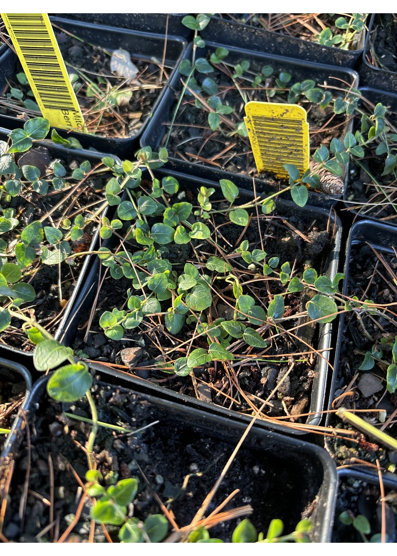 Mitchella repens, Partridge Berry #qt