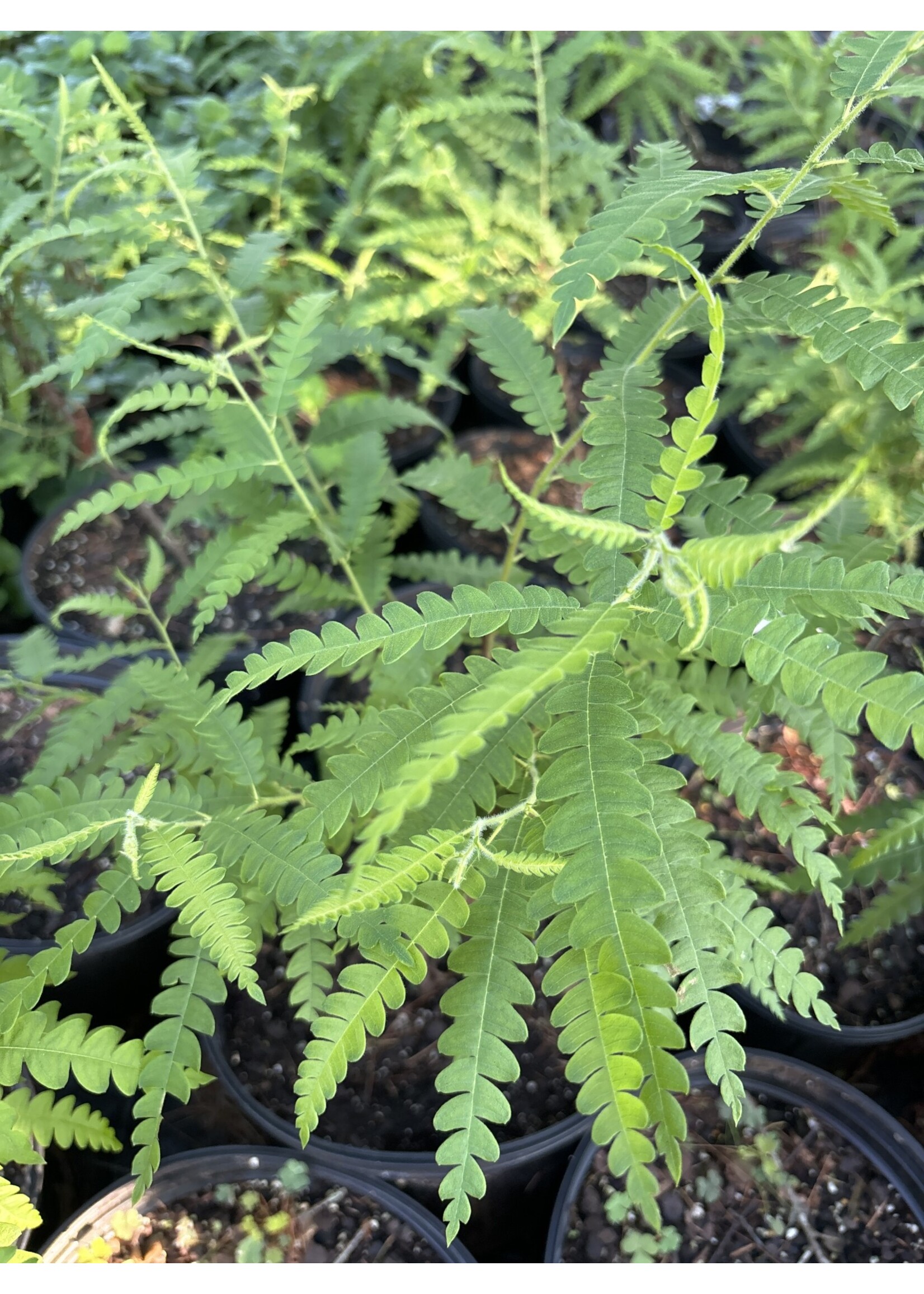 Comptonia peregrina, Sweet Fern #3 container