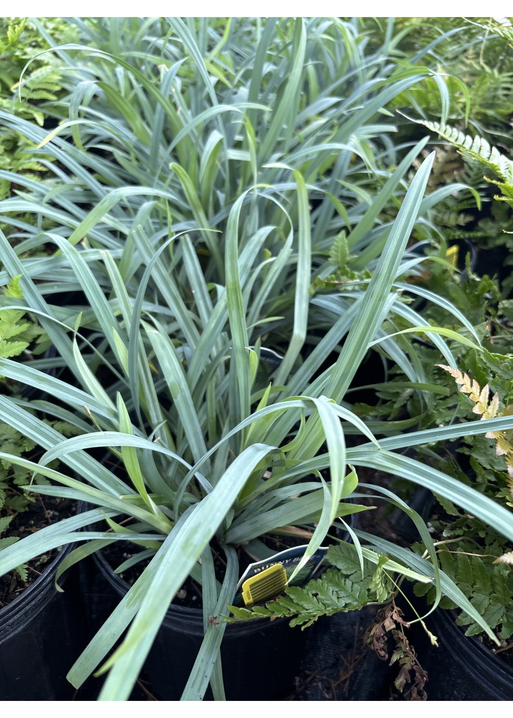 Carex laxiculmis 'Hobb', Blue Bunny Sedge #1 container