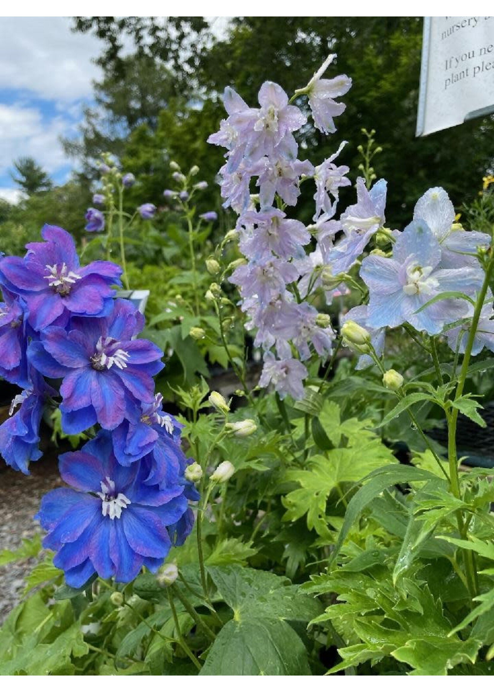 Delphinium Gaurdian Mix  Larkspur,  Mix, #1