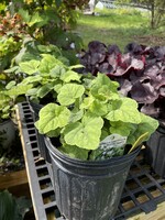 Tiarella cord. Running Tapestry Foamflower, Running Tapestry, #1 container