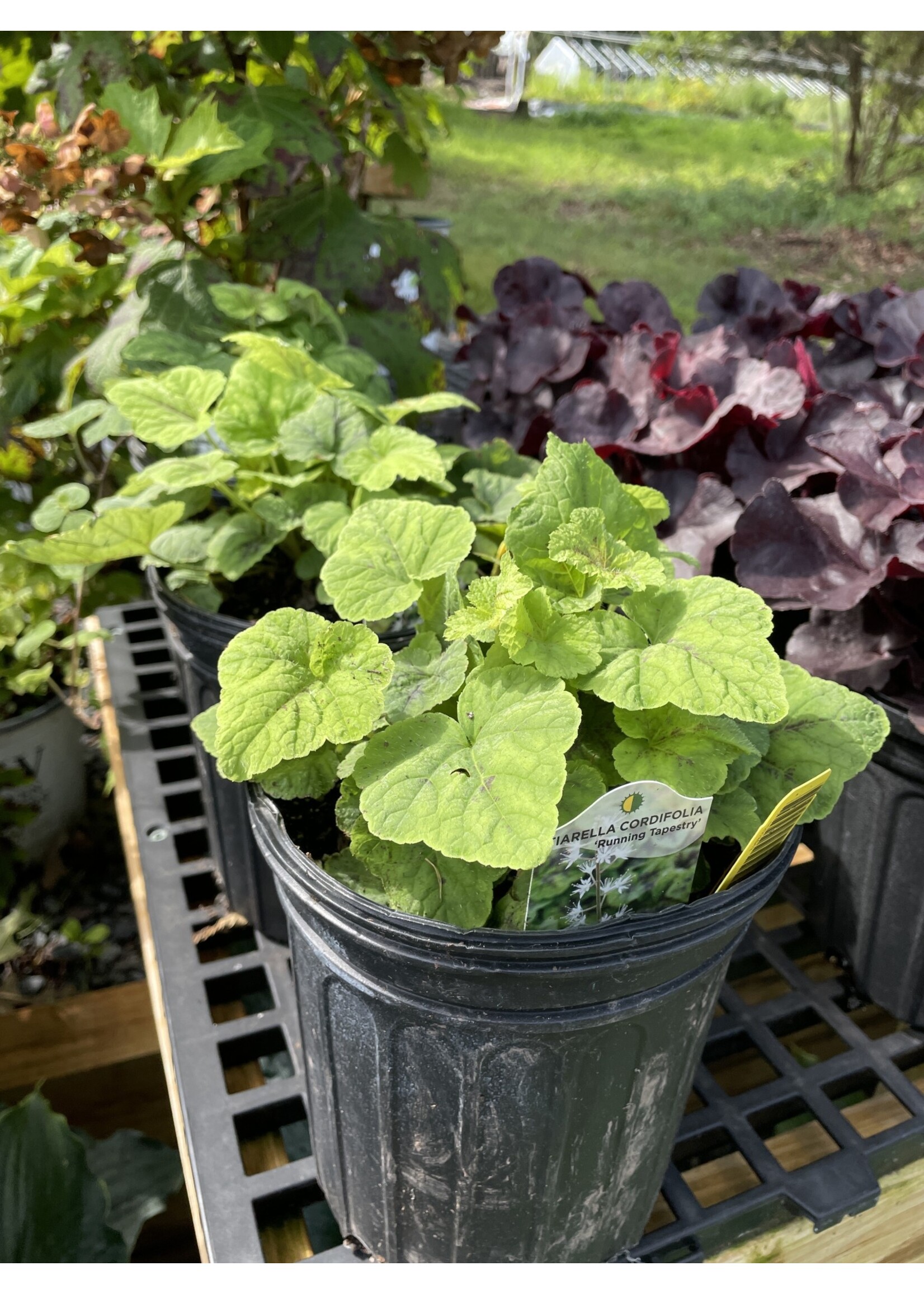 Tiarella cord. Running Tapestry Foamflower, Running Tapestry, #1 container