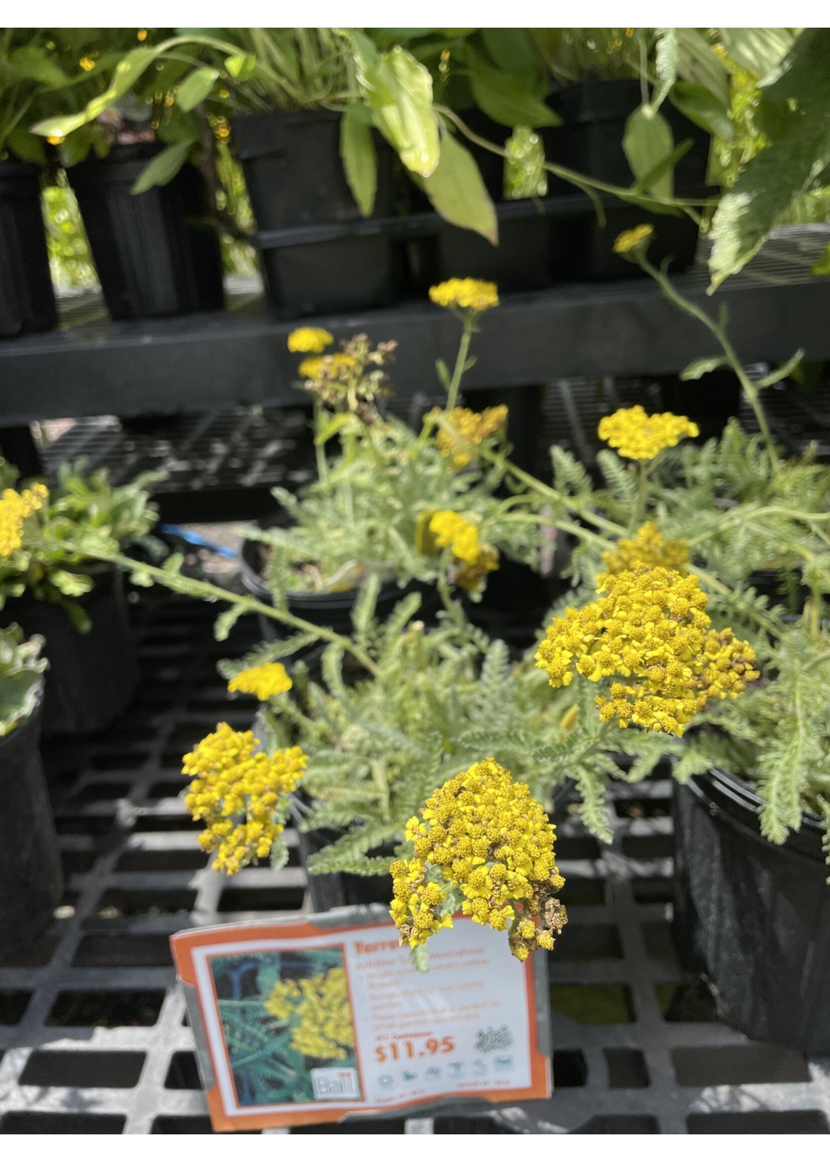 Achillea x Little Moonshine Yarrow, #1
