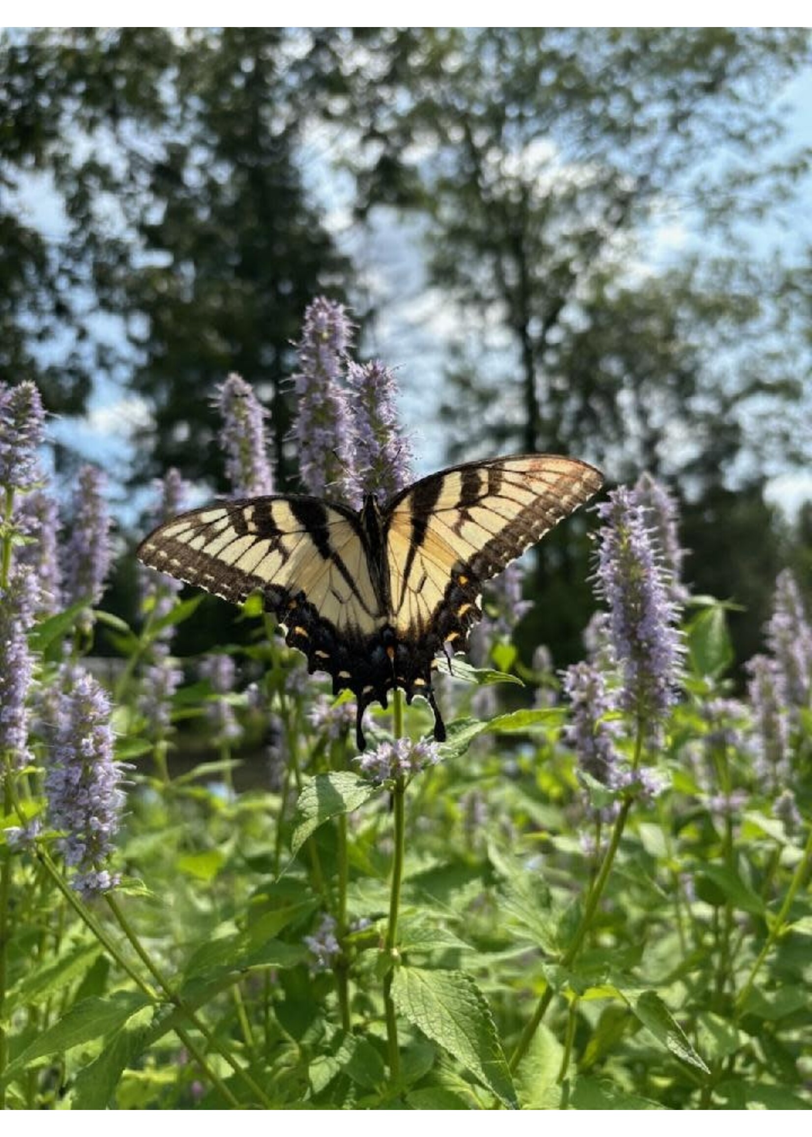 Agastache Blue Fortune, Hyssop #1 container