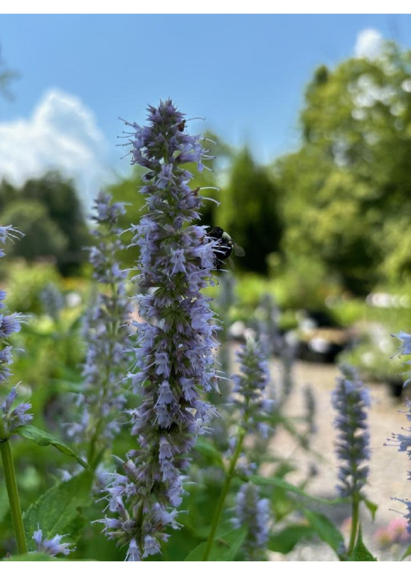 Agastache Blue Fortune, Hyssop #1 container