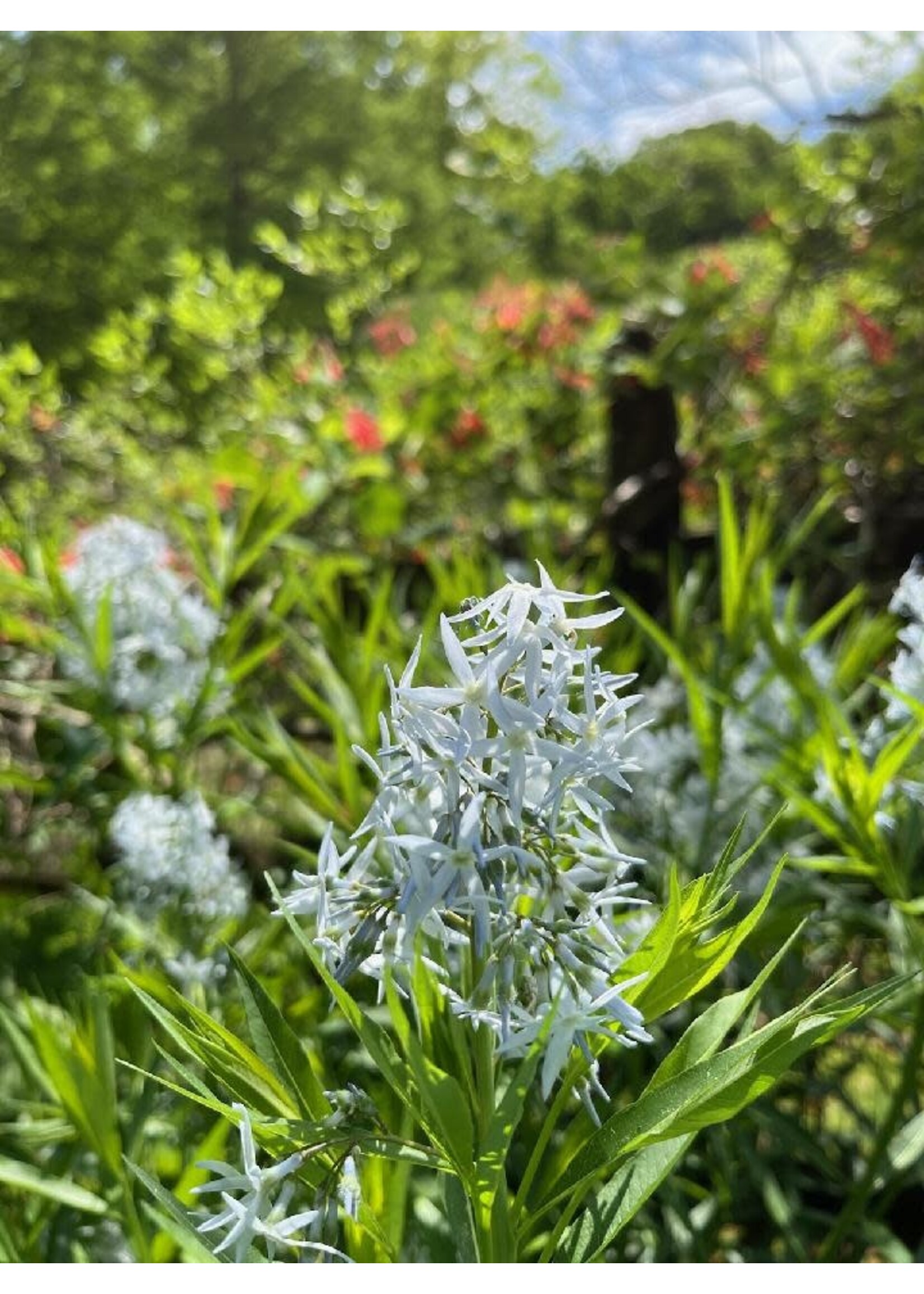 Amsonia hubrichtii Blue Star, Narrow Leaf Blue Star