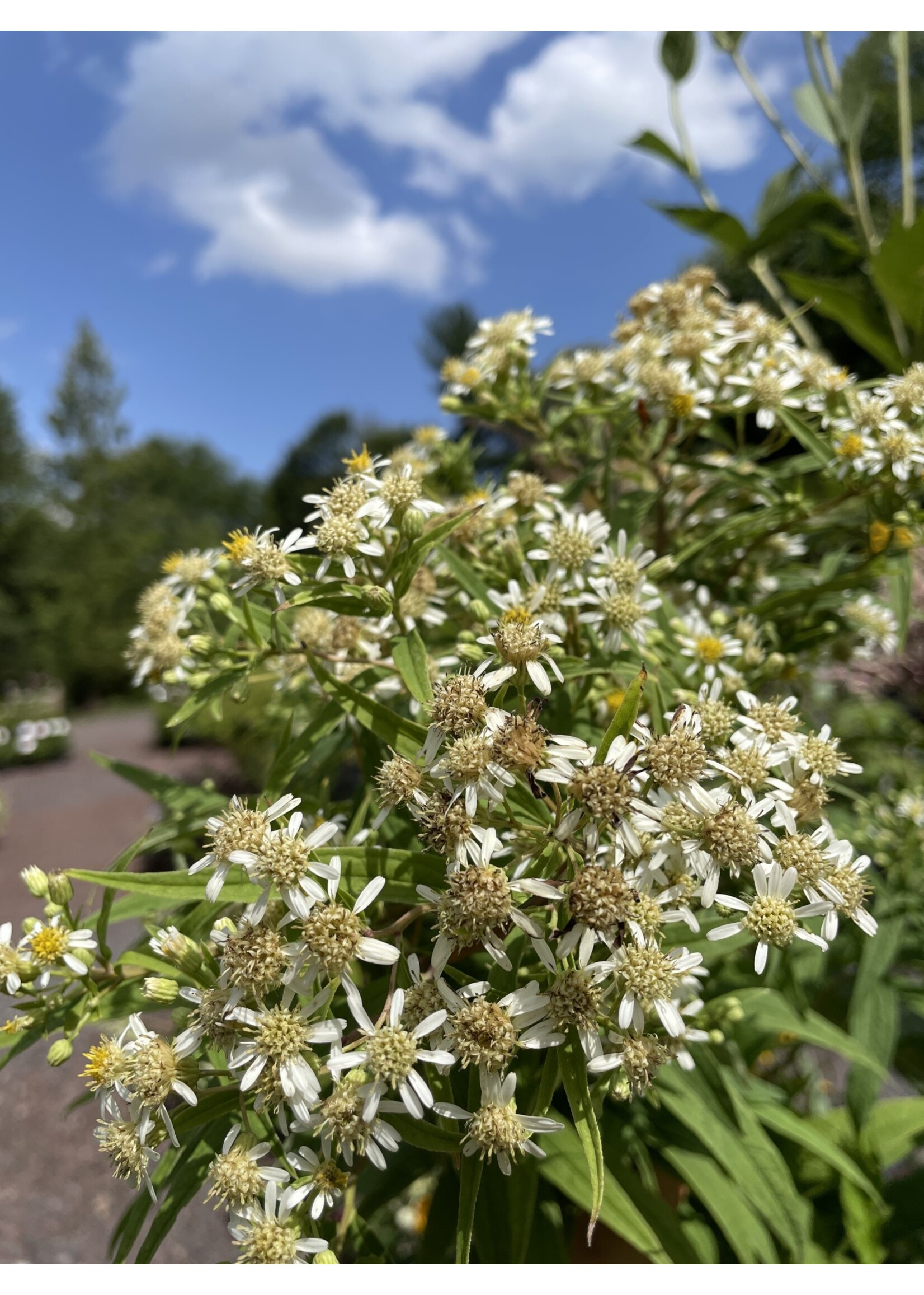 Doellingera (Aster) umbellatus, Flat Topped Aster