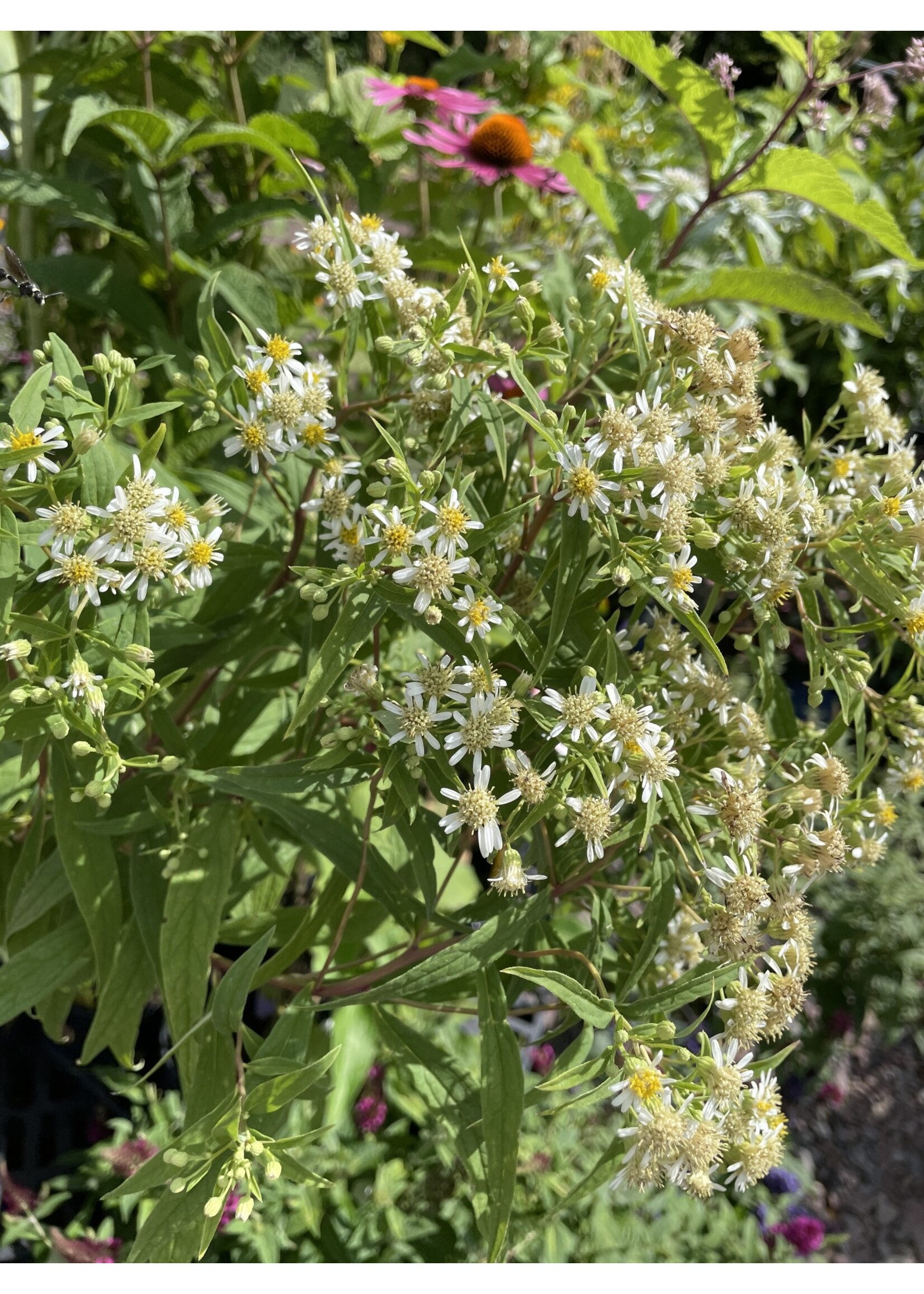 Doellingera (Aster) umbellatus, Flat Topped Aster