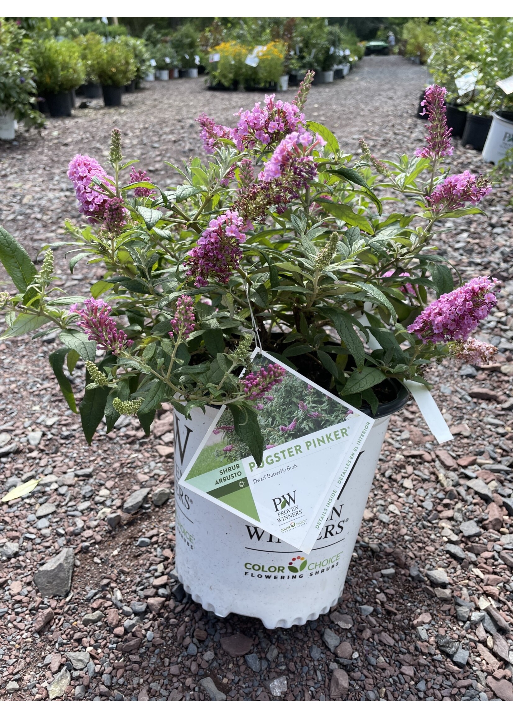 Buddleia x Pugster Pinker, butterfly bush #3 container