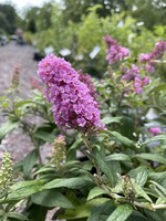 Buddleia x Pugster Pinker, butterfly bush #3 container