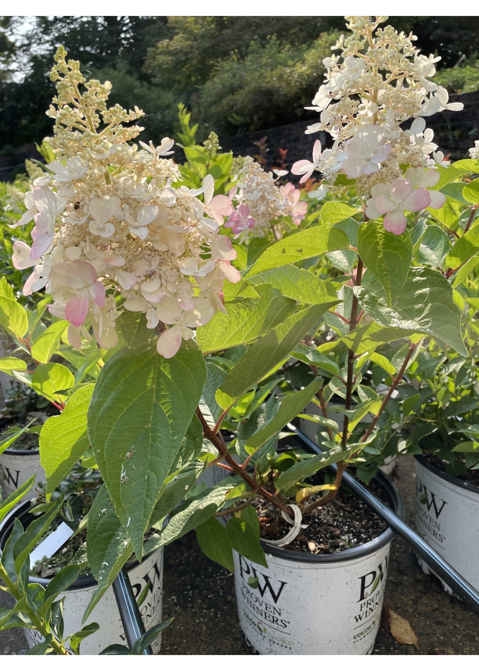 Hydrangea panic. Pinky Hydrangea - Hardy, Pinky Winky Prime, #3