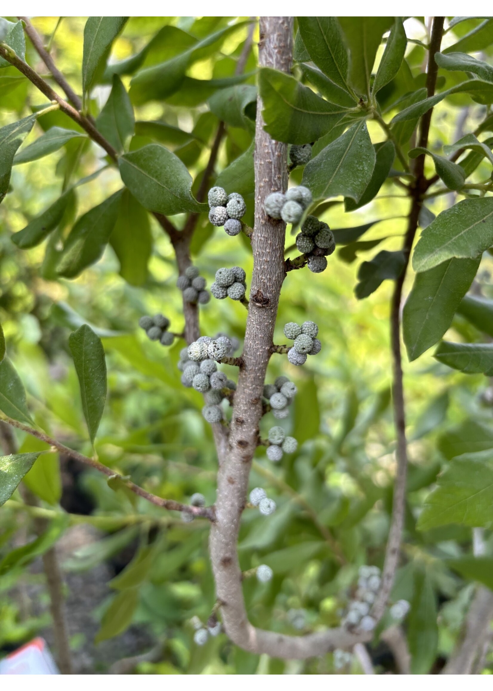 Myrica pensylvanica Bayberry, #3