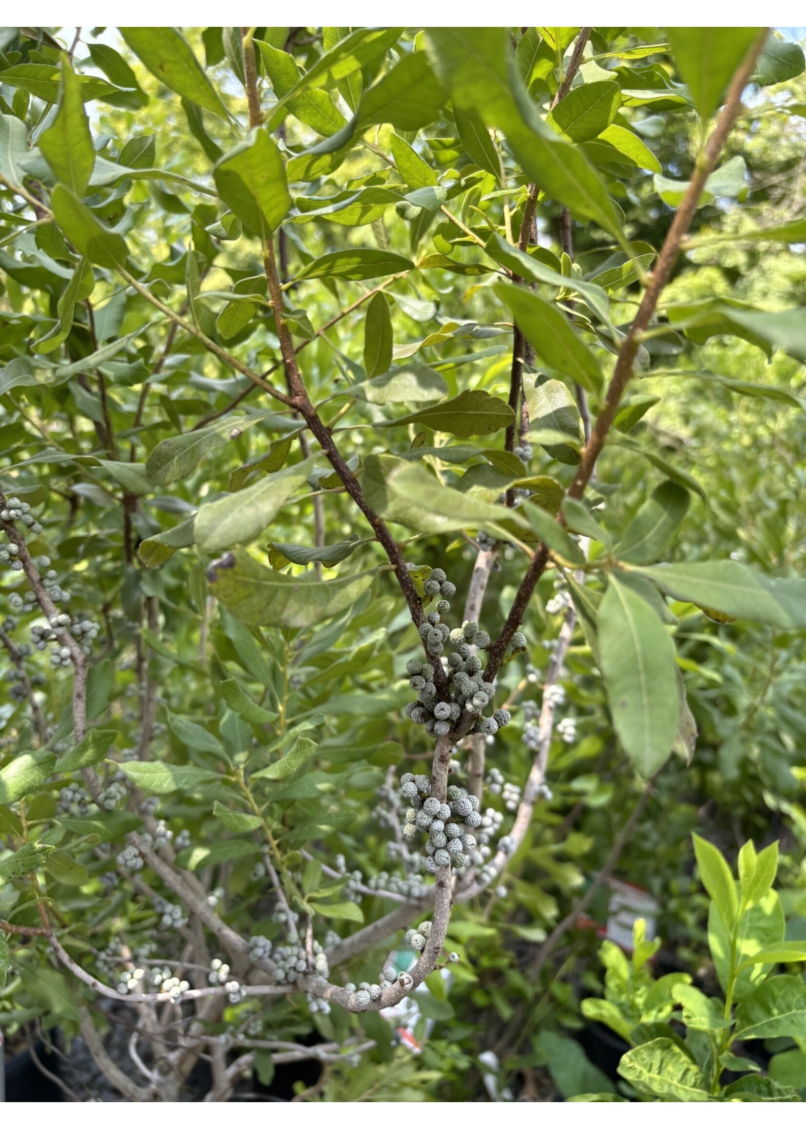 Myrica pensylvanica Bayberry, #3
