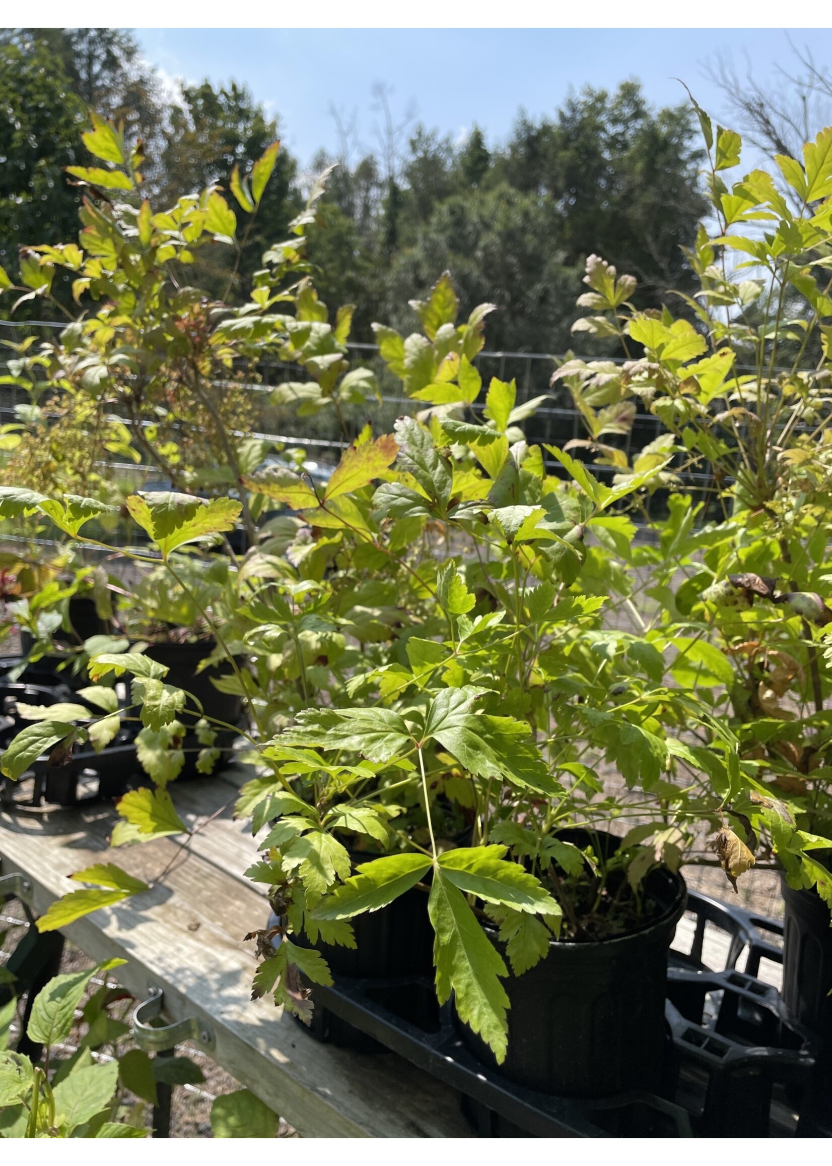 Xanthorhiza simplicissimam, Yellow root #1 container