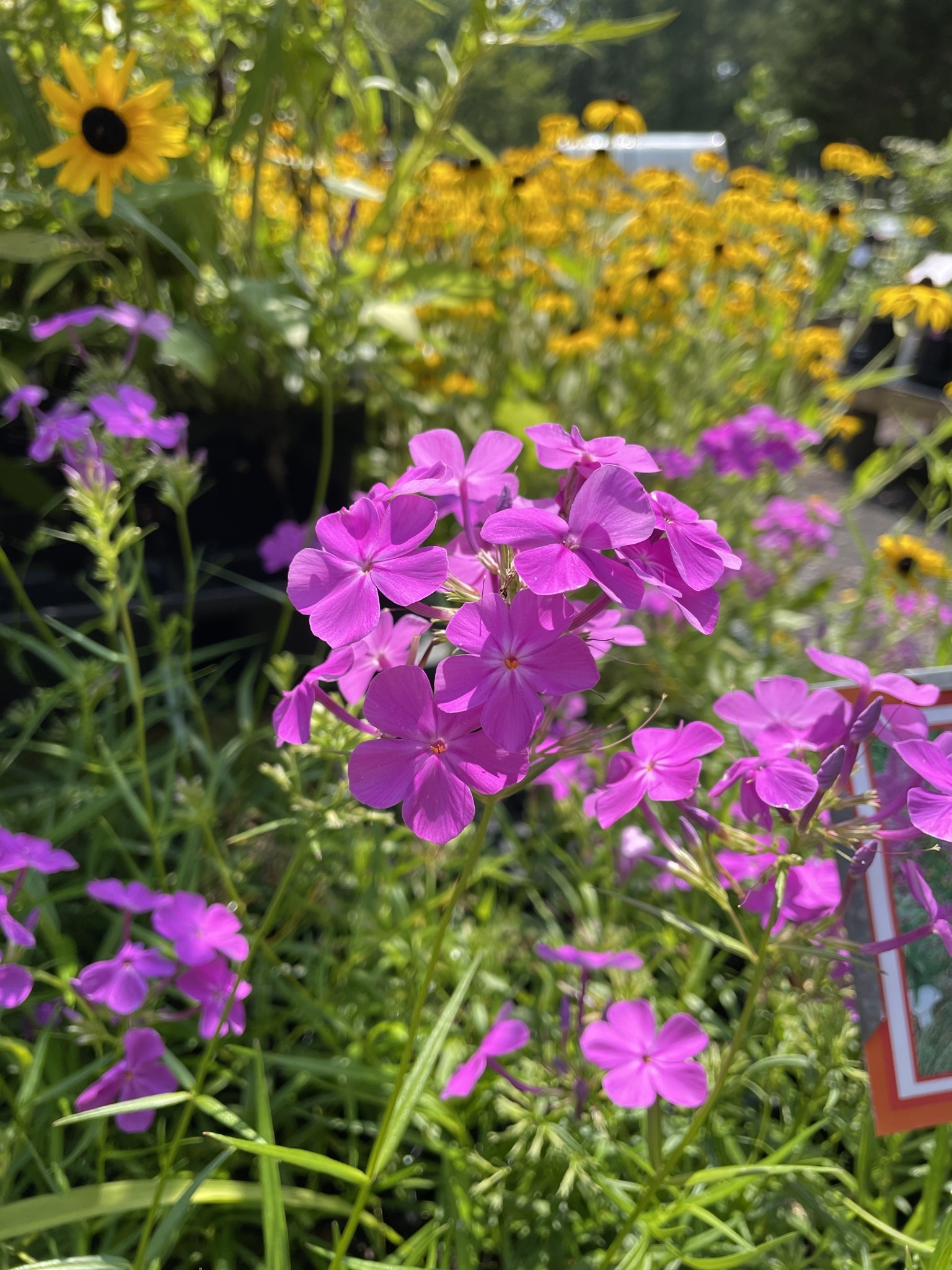 Phlox x 'Wanda' - Phlox #1 | Behmerwald Nursery - Behmerwald Nursery