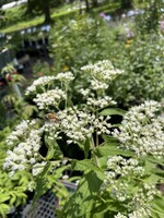 Eupatorium perfoliatum, Boneset, #1 container