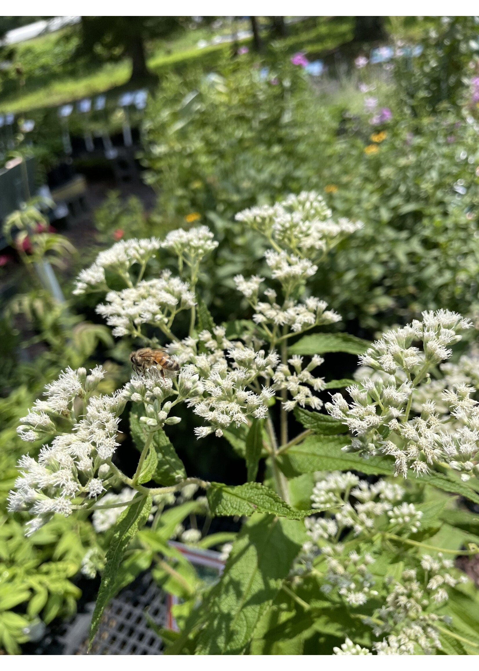 Eupatorium perfoliatum, Boneset, #1 container