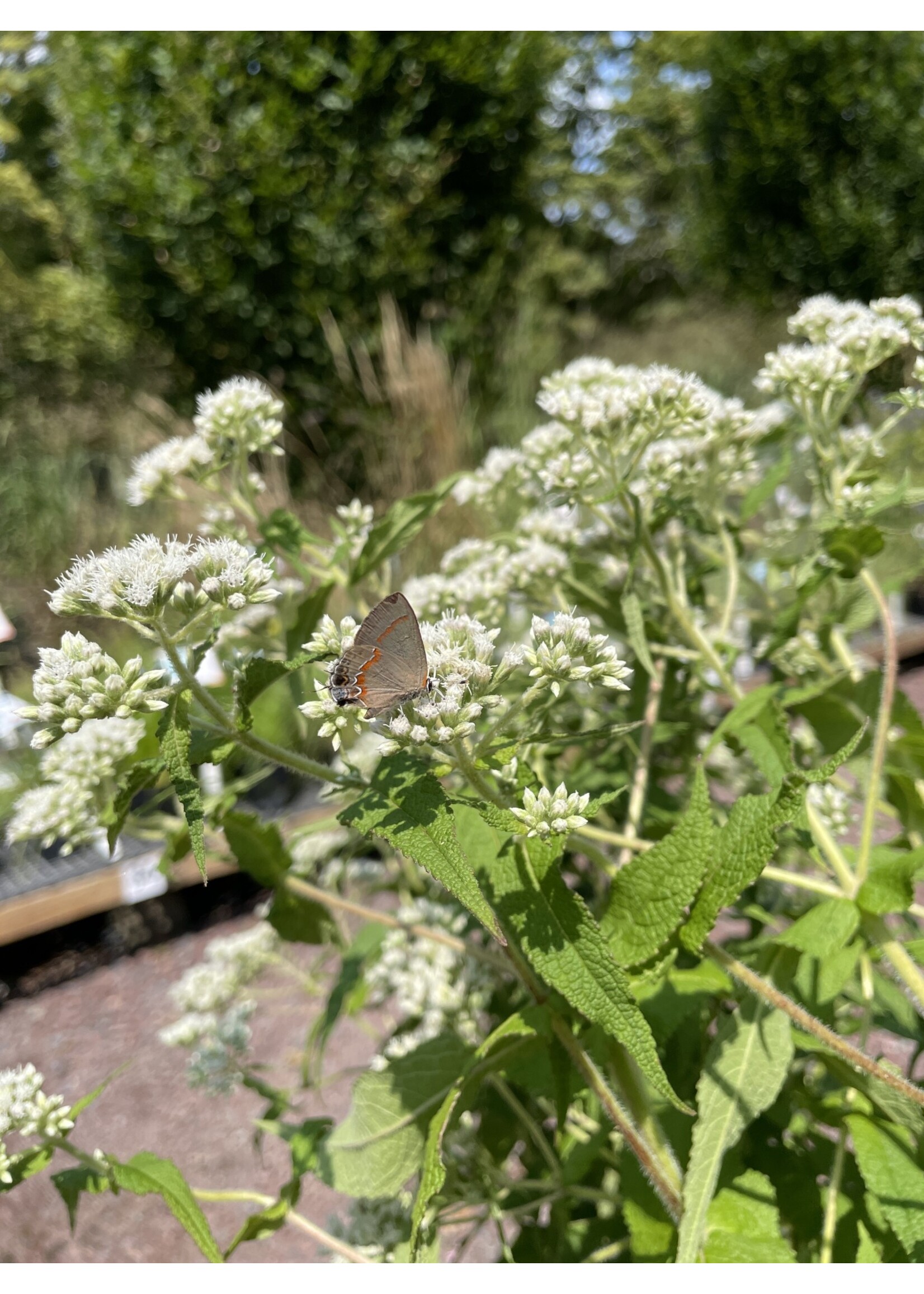Eupatorium perfoliatum, Boneset, #1 container