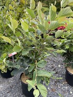 Hamamelis virginiana, Winter Champagne #5