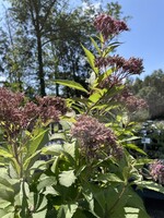 Eutrochium (Eupatorium) maculatum, Spotted Joe Pye Weed #1