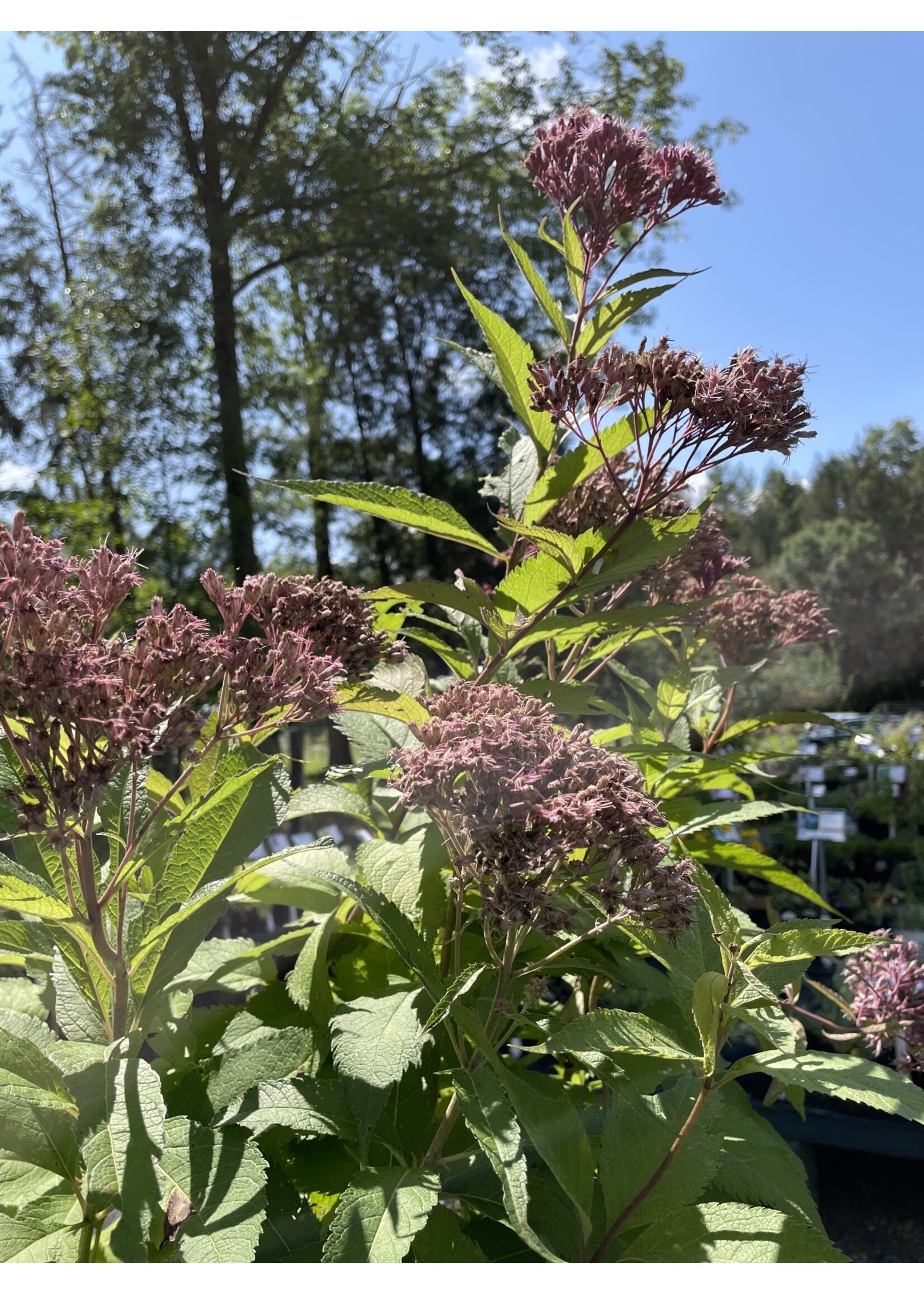 Eutrochium (Eupatorium) maculatum, Spotted Joe Pye Weed #1