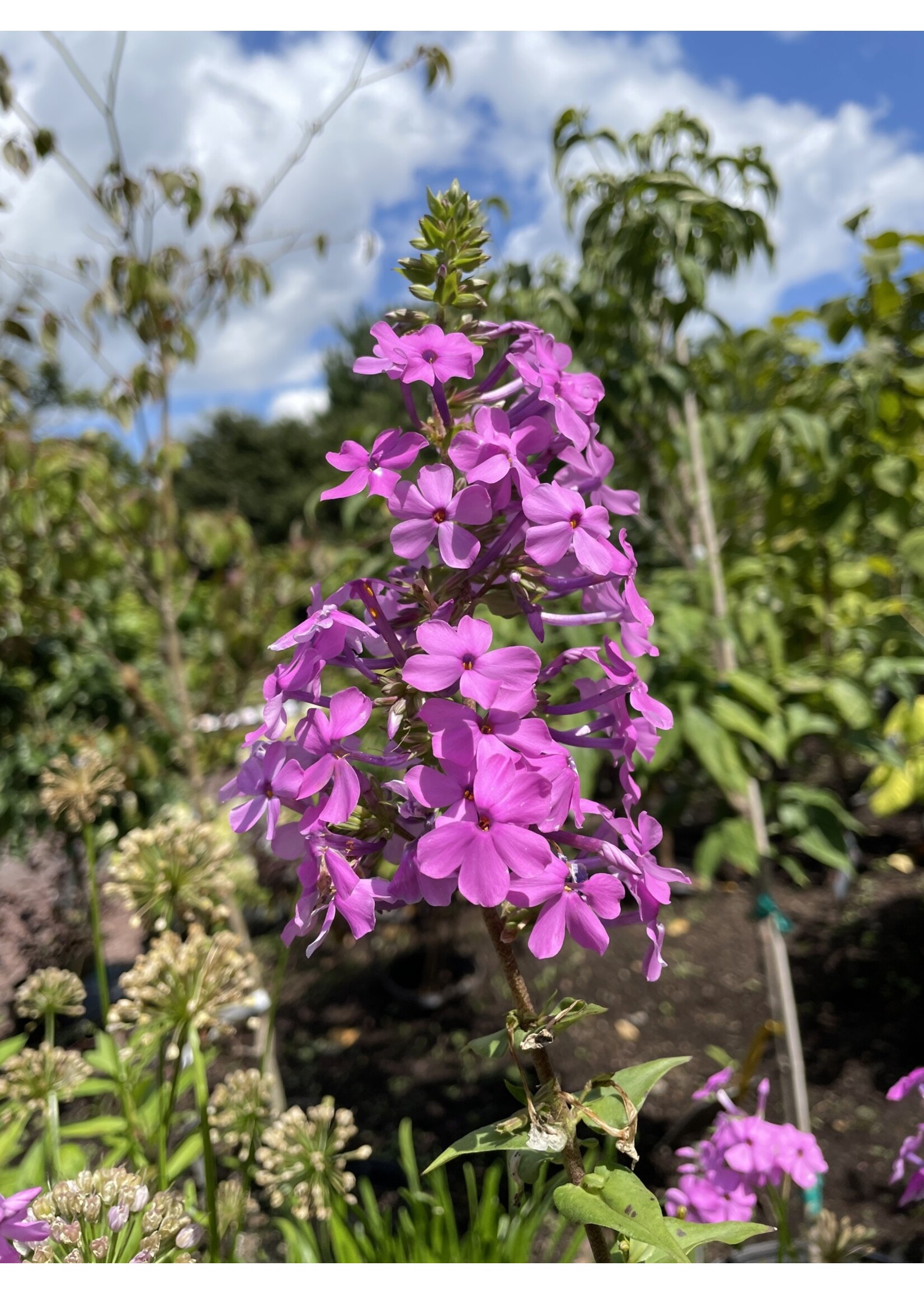 Phlox maculata Phlox - Meadow,  #1