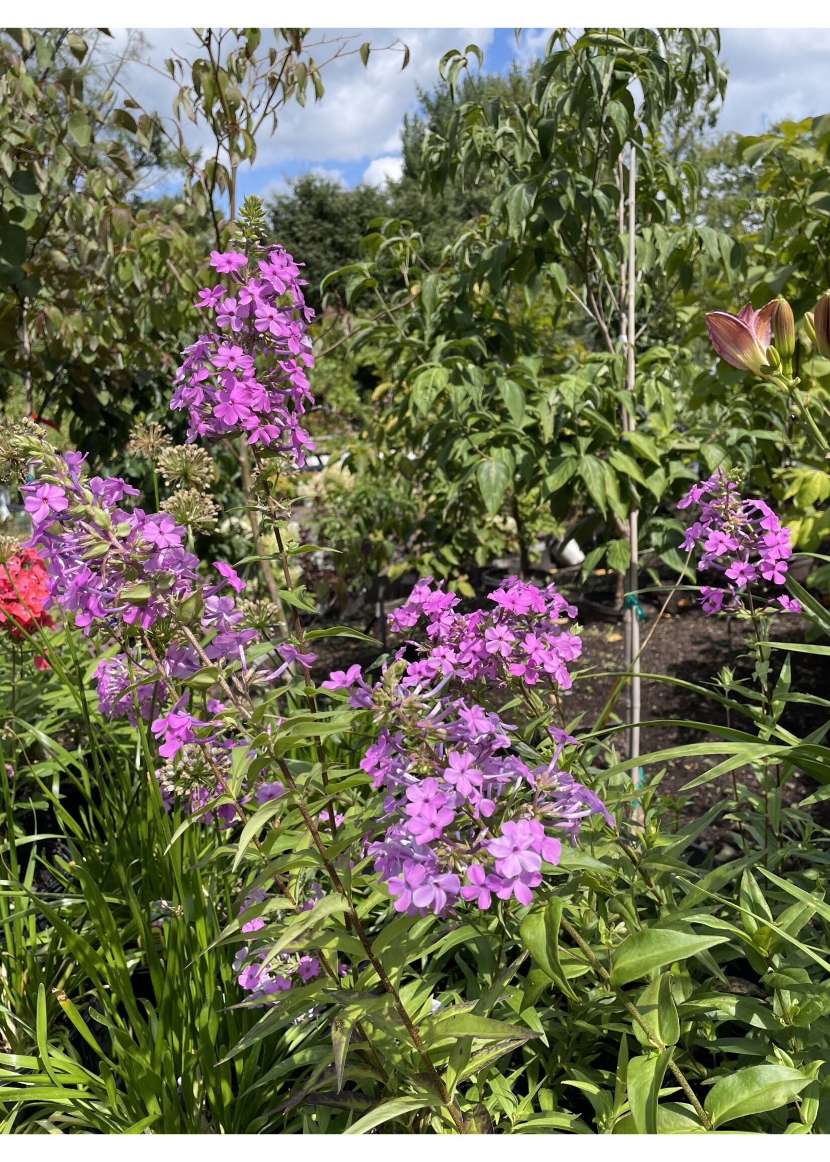 Phlox maculata Phlox - Meadow,  #1