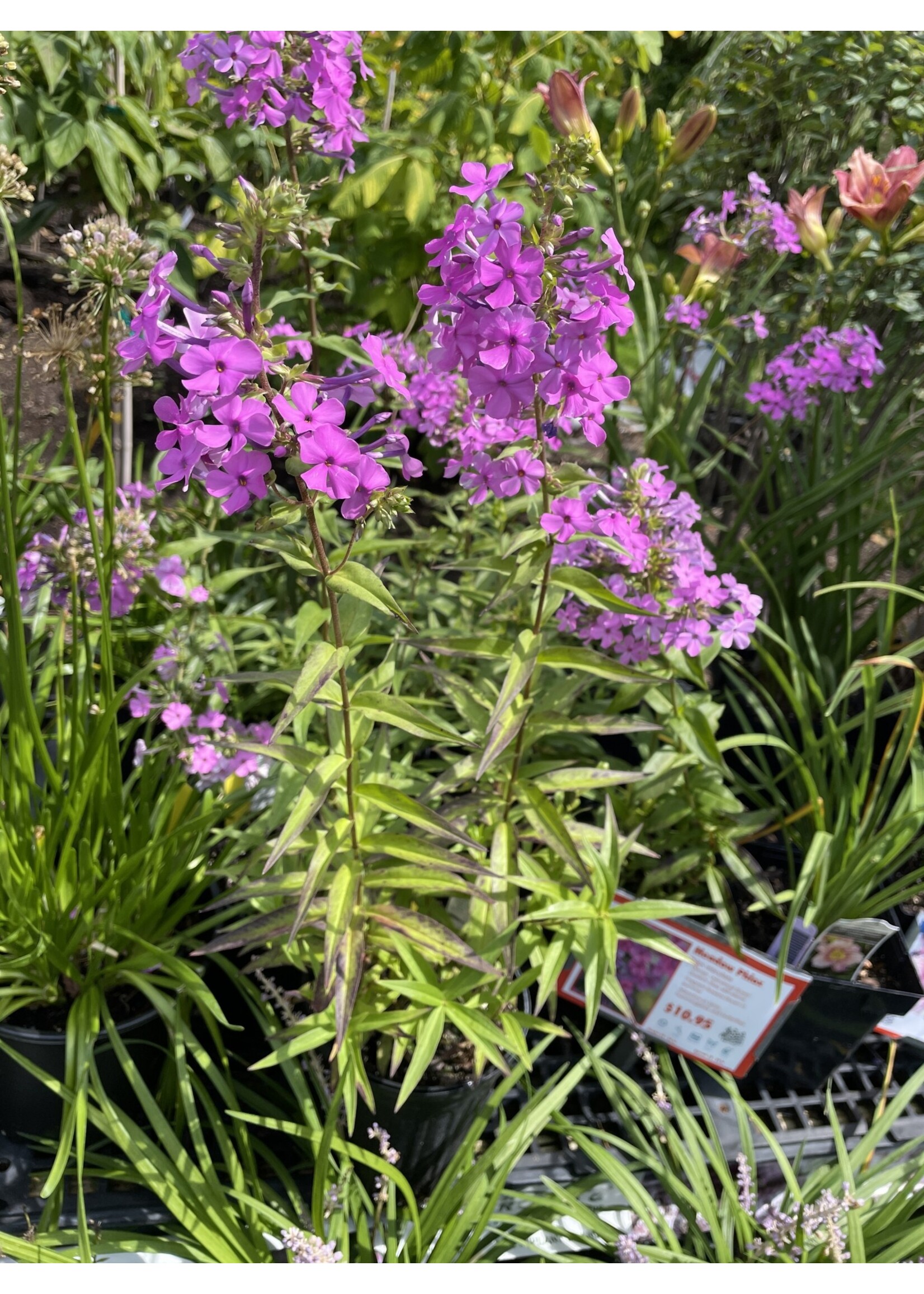 Phlox maculata Phlox - Meadow,  #1