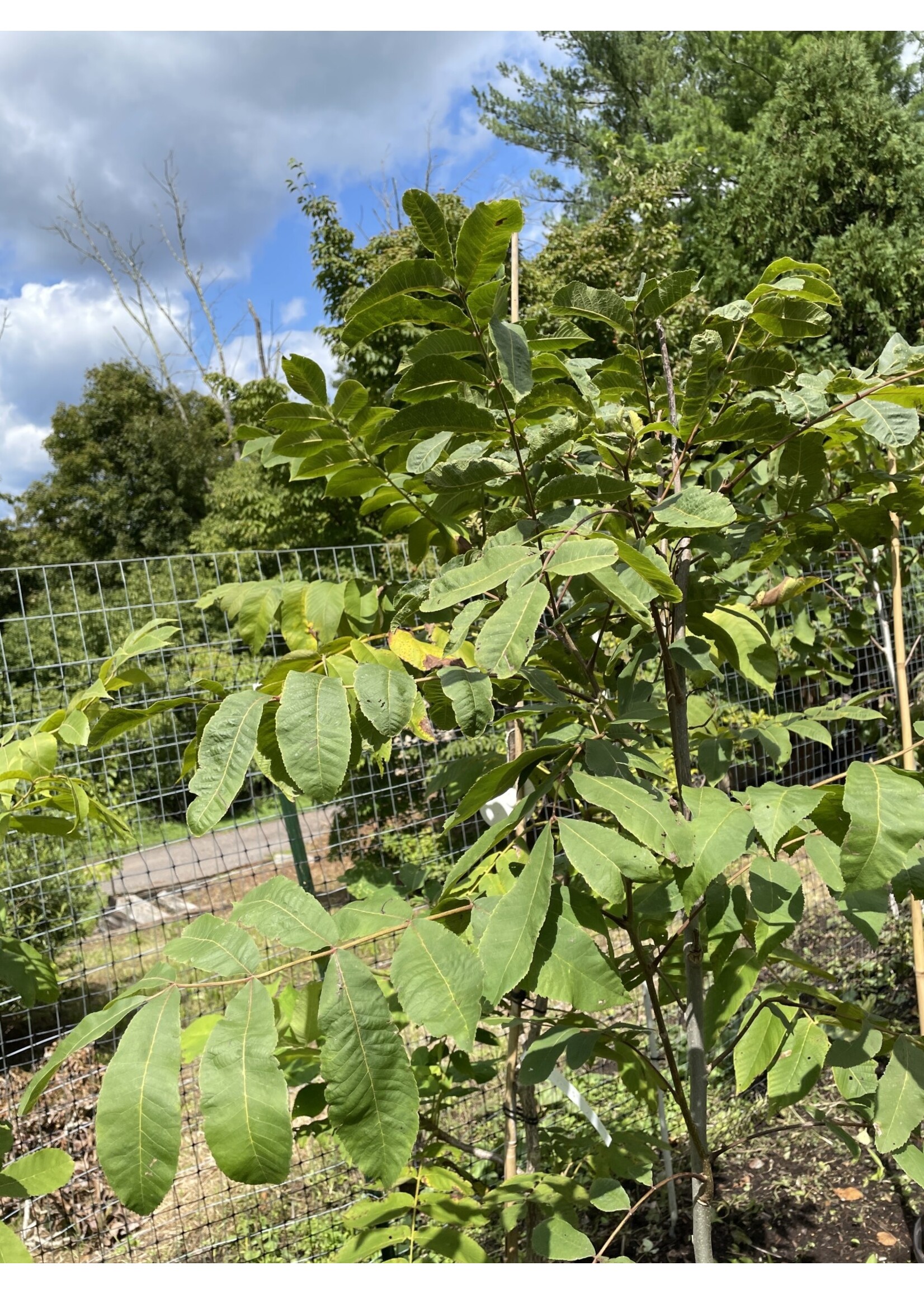 Carya illinoinensis, Pecan #15