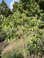Carya illinoinensis, Pecan #15