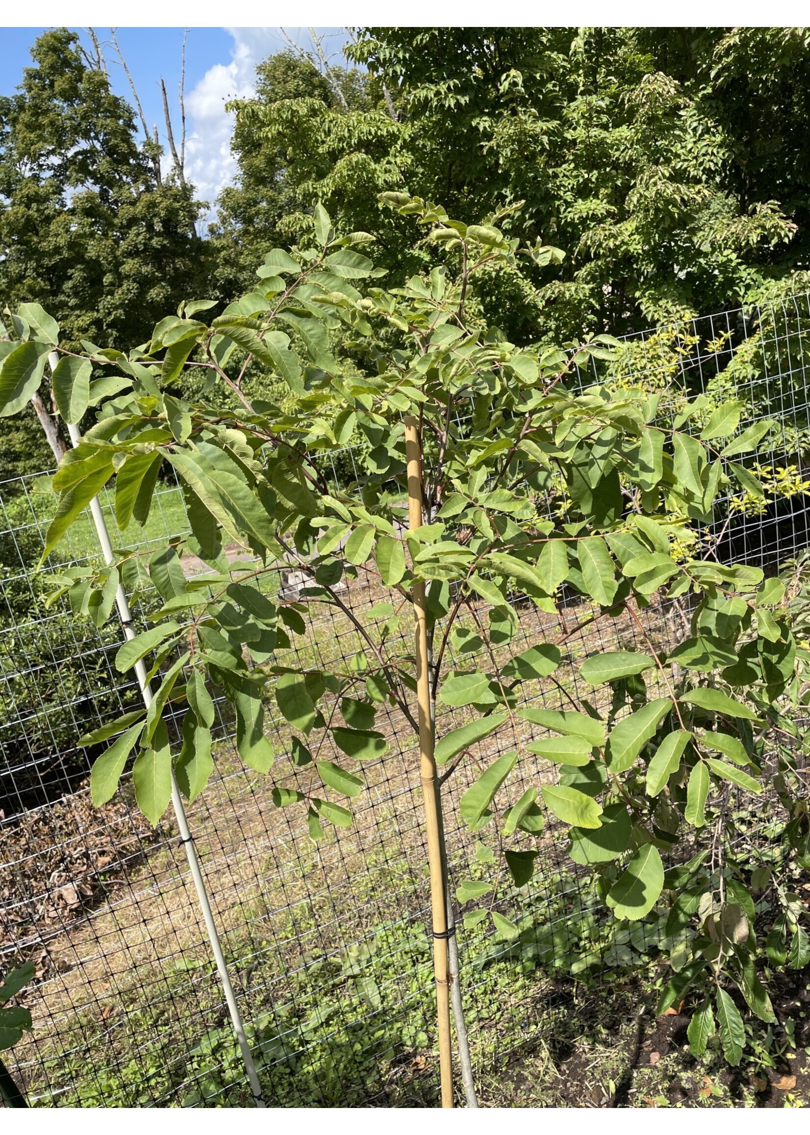 Carya illinoinensis, Pecan #15