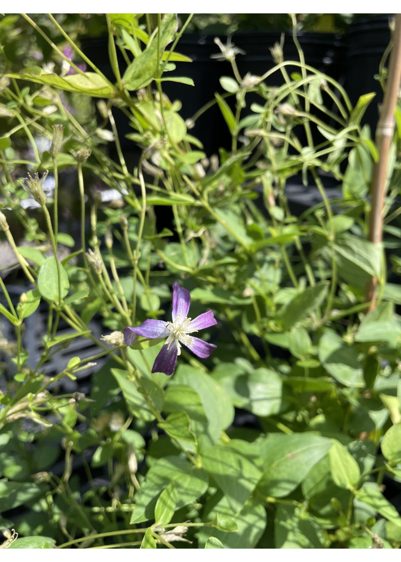 Clematis Violet Stardust, Bush Clematis #1