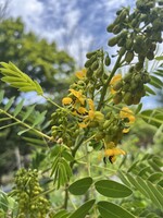 Senna hebecarpa, Wild Senna #1