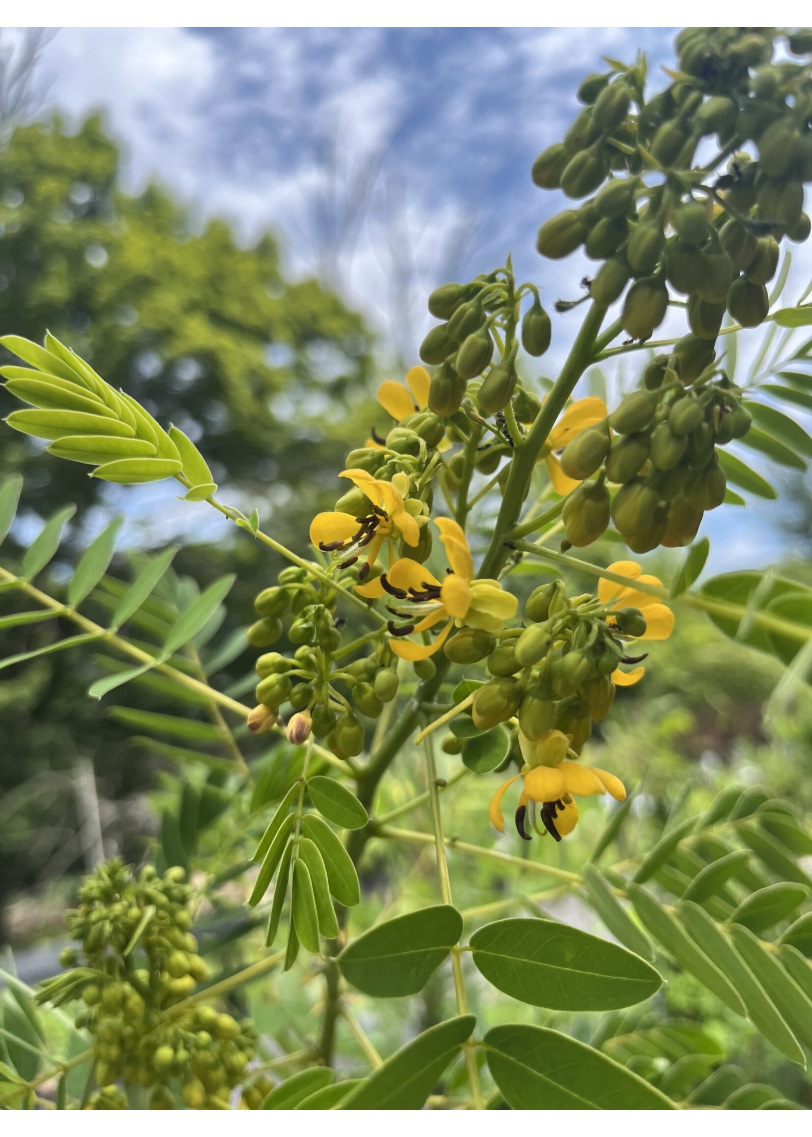 Senna hebecarpa, Wild Senna #1