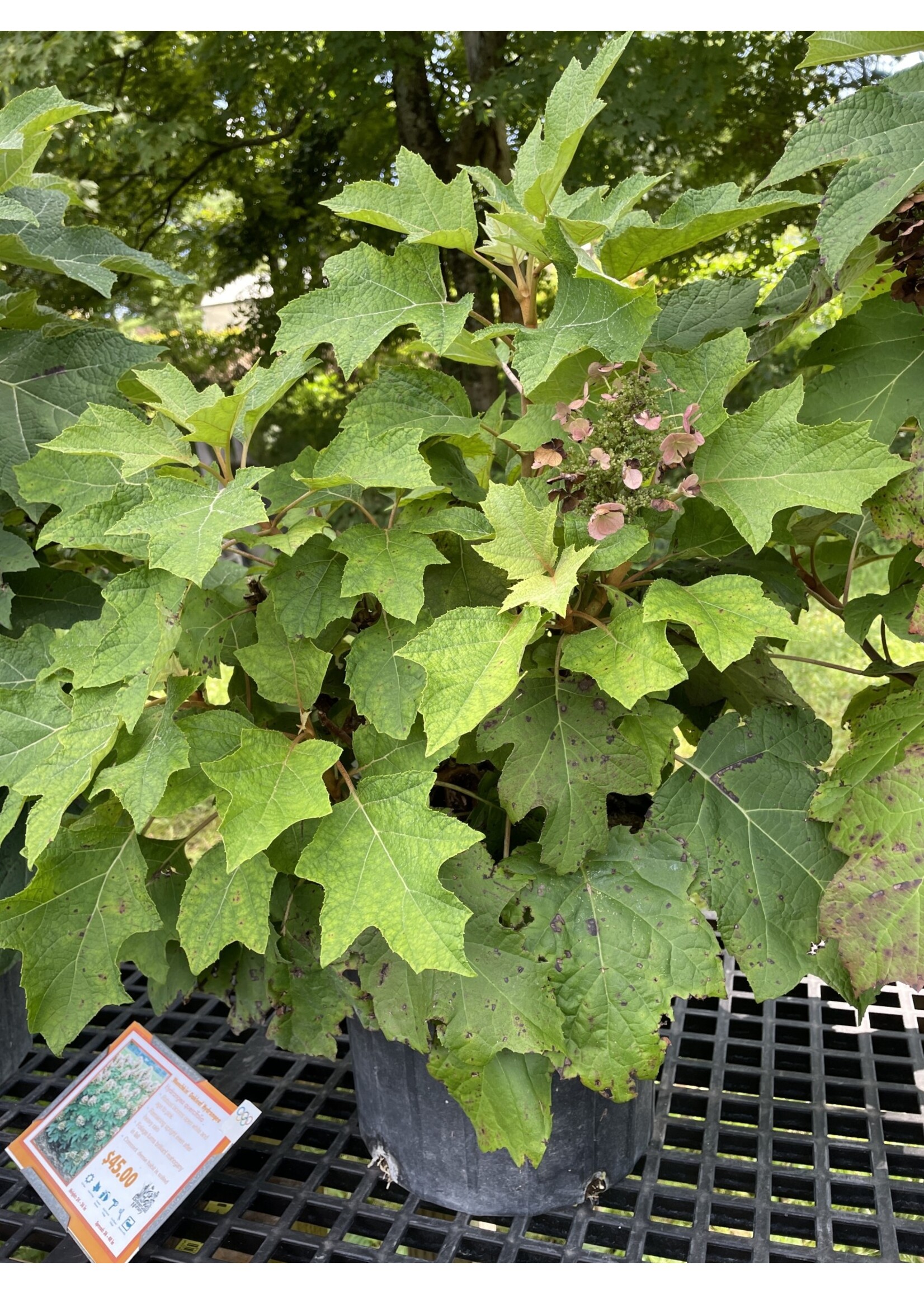 Hydrangea quercifolia Munchkin, Oakleaf Hydrangea #3