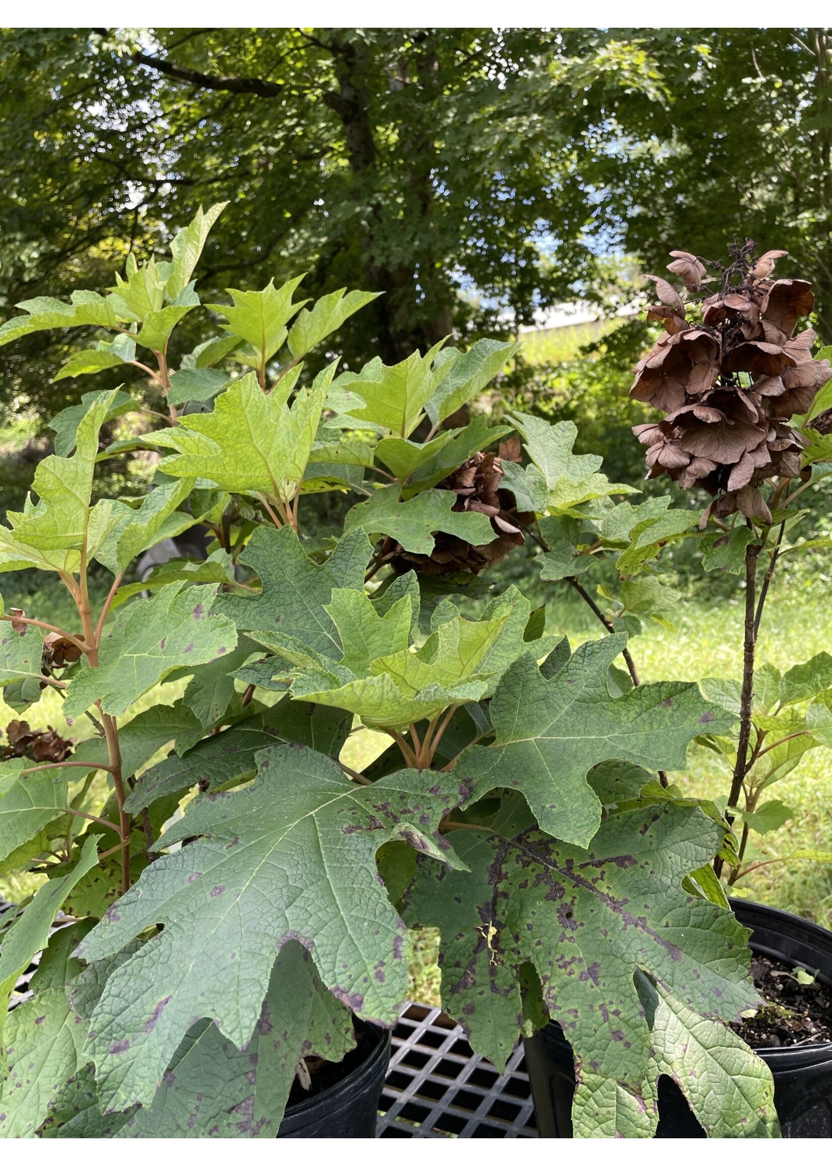 Hydrangea querc. Queen of Hearts, Hydrangea - Oakleaf, #3