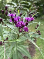 Vernonia missurica, Ironweed #1