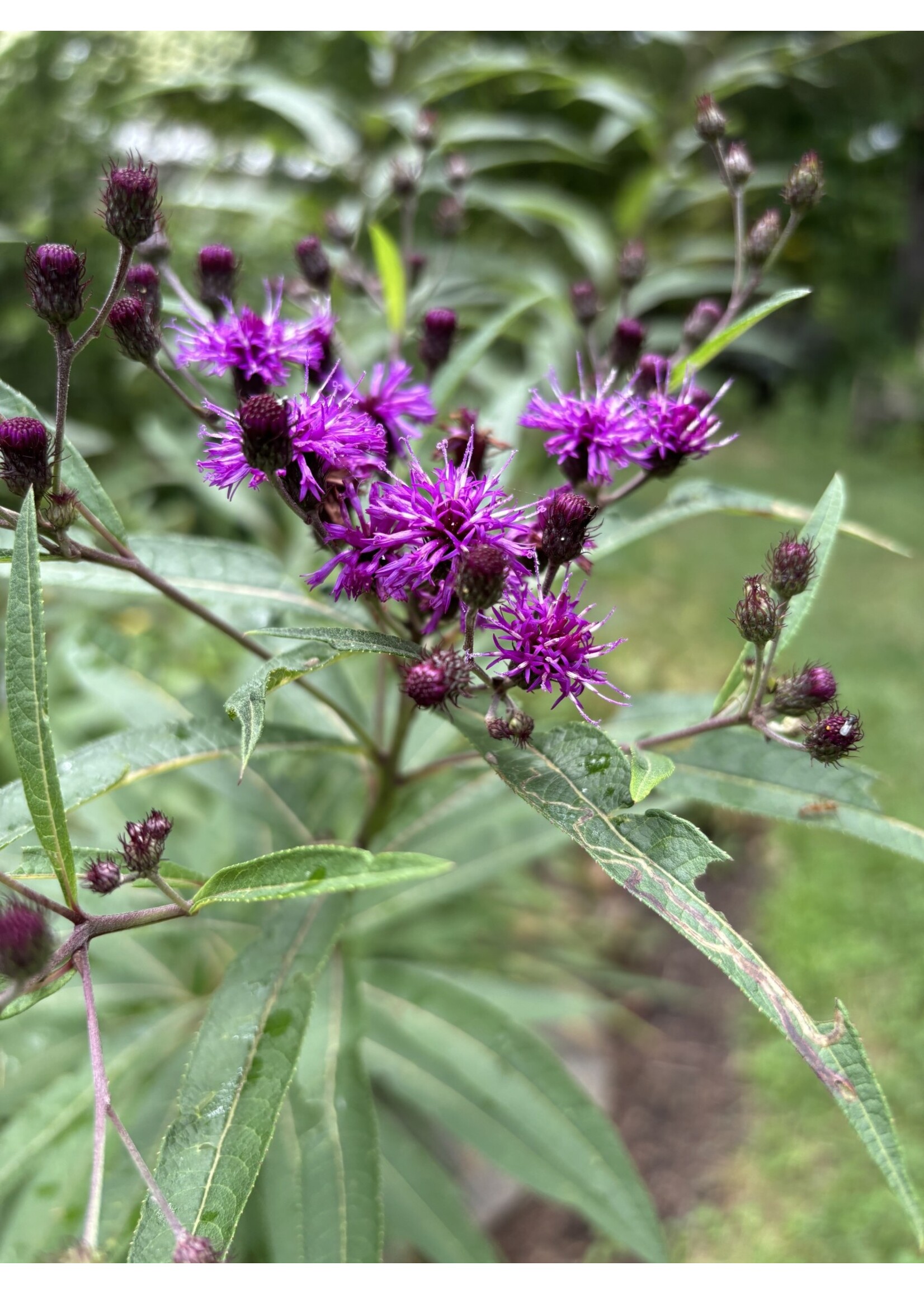 Vernonia missurica, Ironweed #1